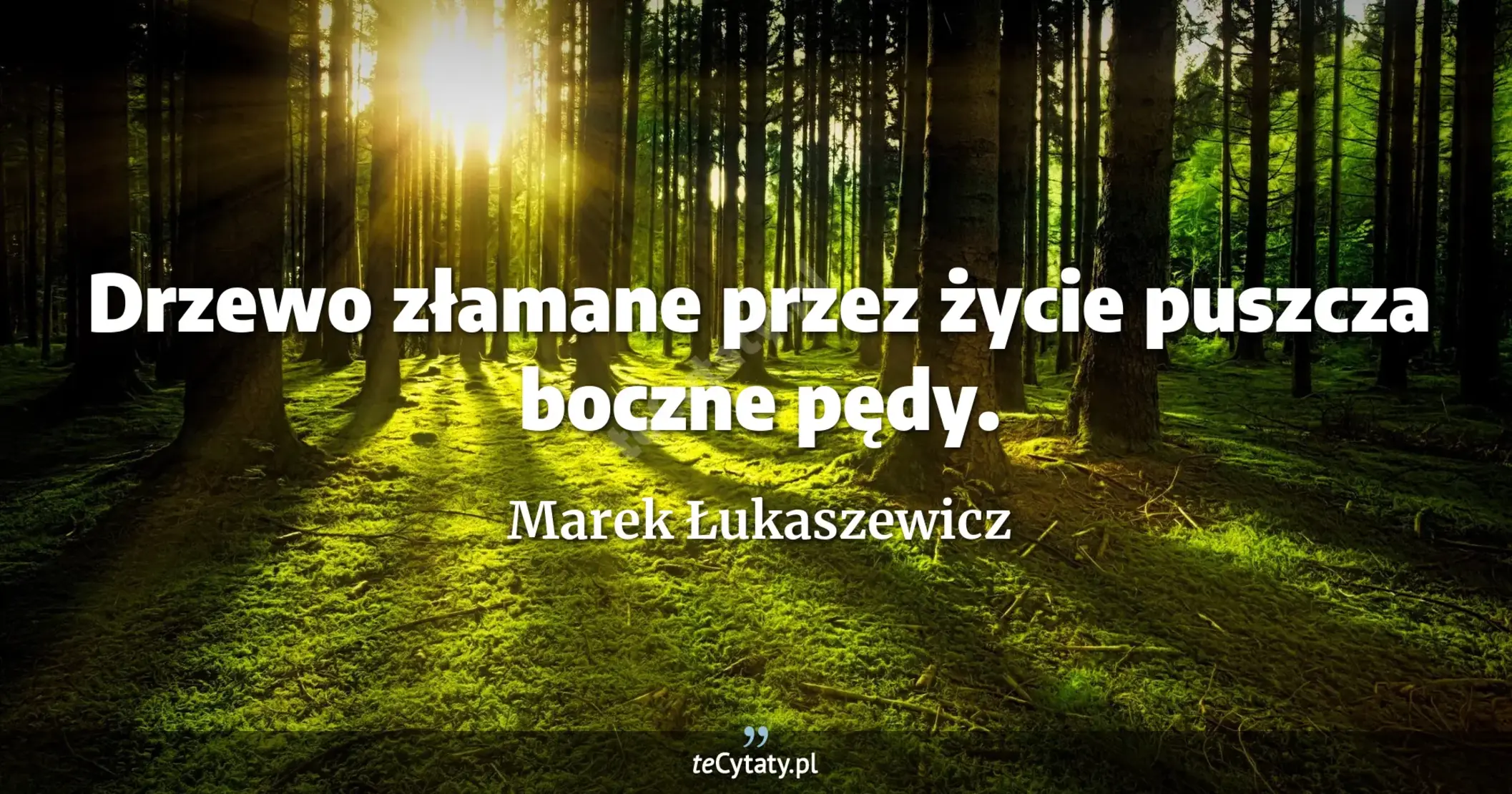 Drzewo złamane przez życie puszcza boczne pędy. - Marek Łukaszewicz