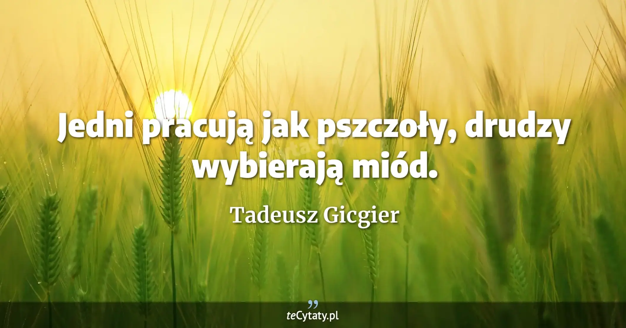 Jedni pracują jak pszczoły, drudzy wybierają miód. - Tadeusz Gicgier