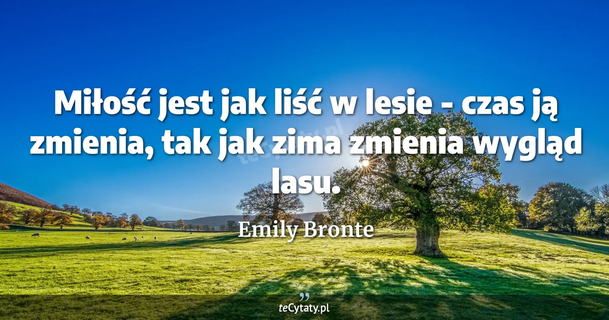 Miłość jest jak liść w lesie - czas ją zmienia, tak jak zima zmienia wygląd lasu. - Emily Bronte