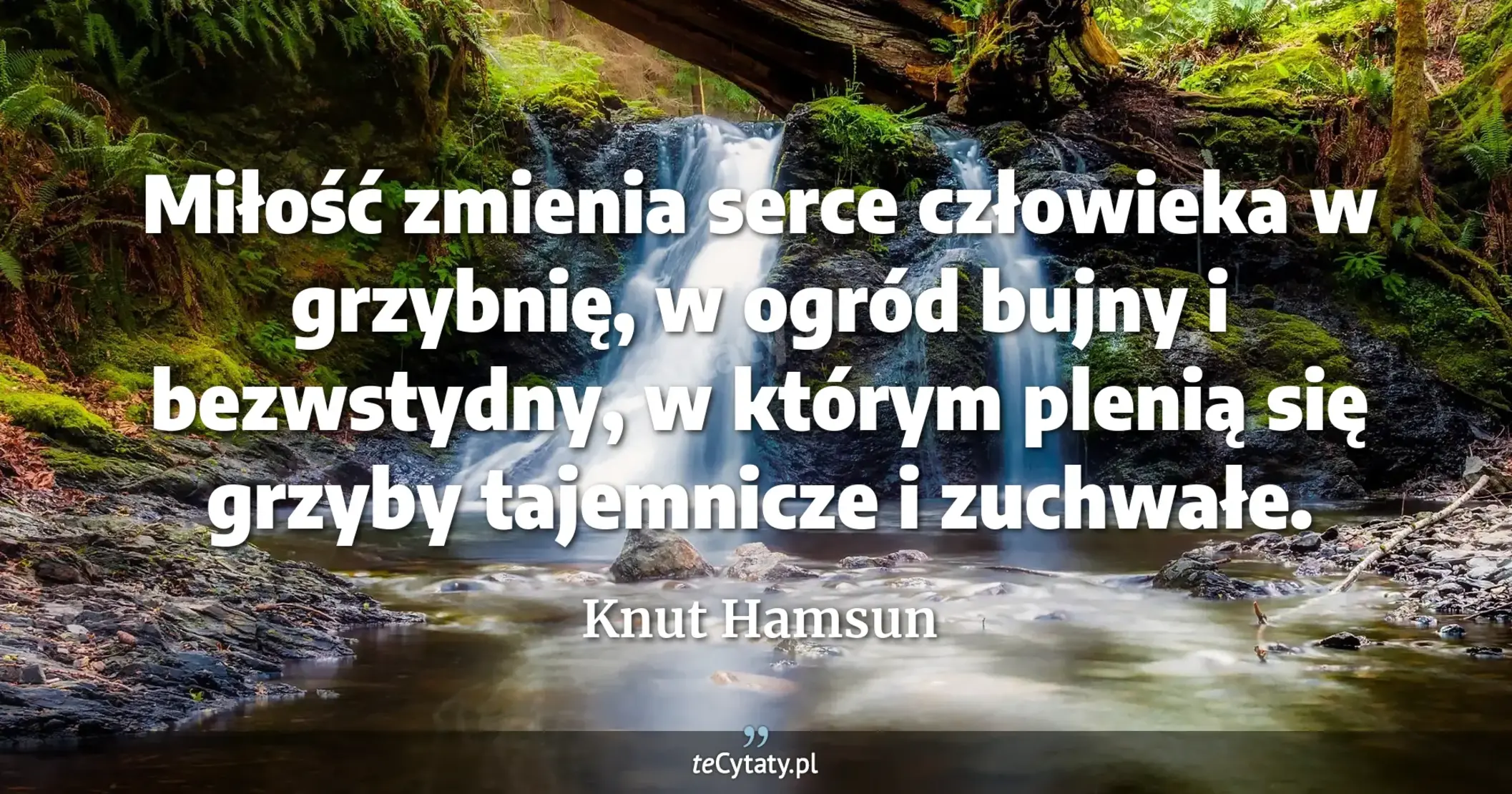 Miłość zmienia serce człowieka w grzybnię, w ogród bujny i bezwstydny, w którym plenią się grzyby tajemnicze i zuchwałe. - Knut Hamsun