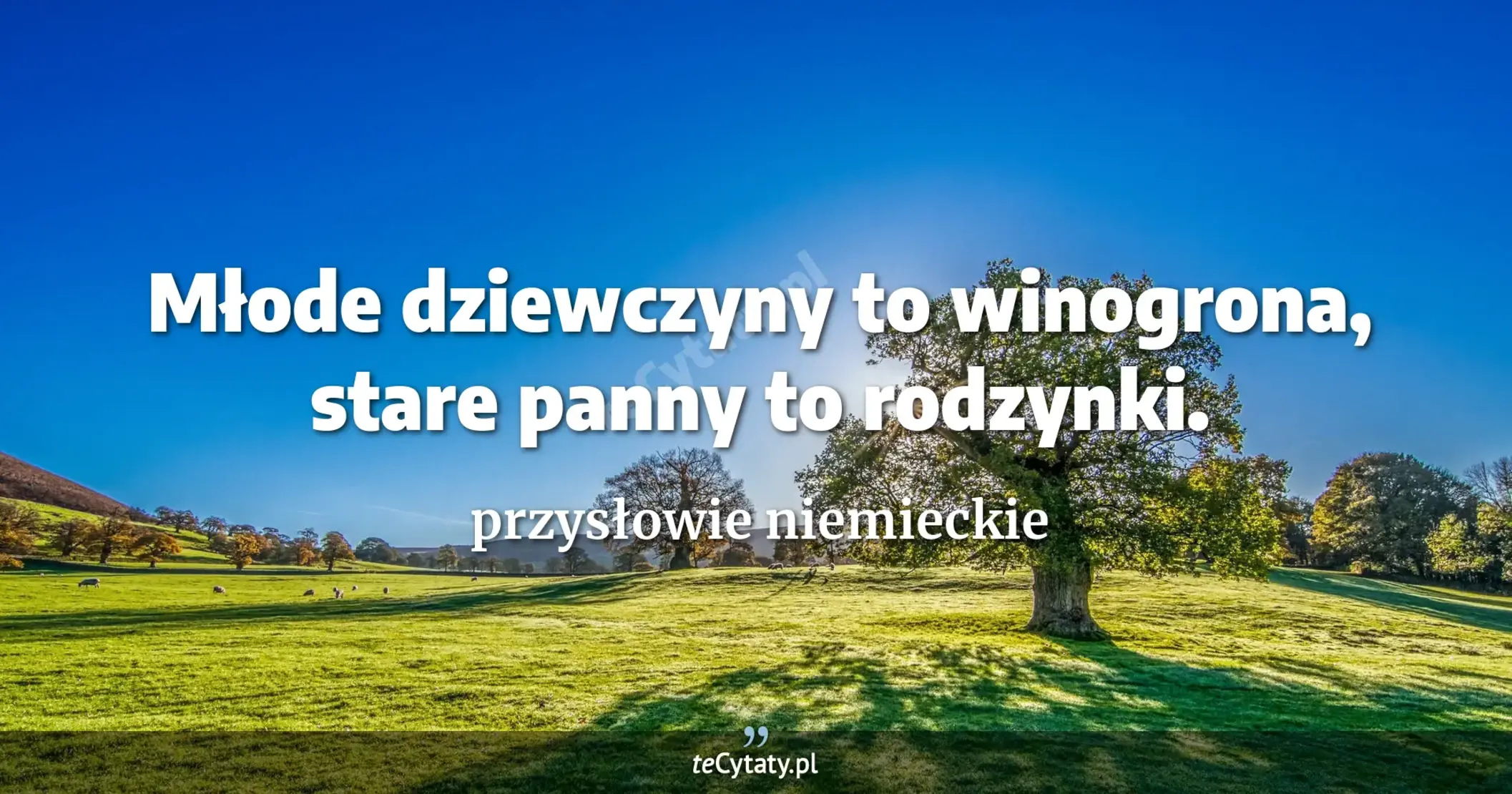 Młode dziewczyny to winogrona, stare panny to rodzynki. - przysłowie niemieckie