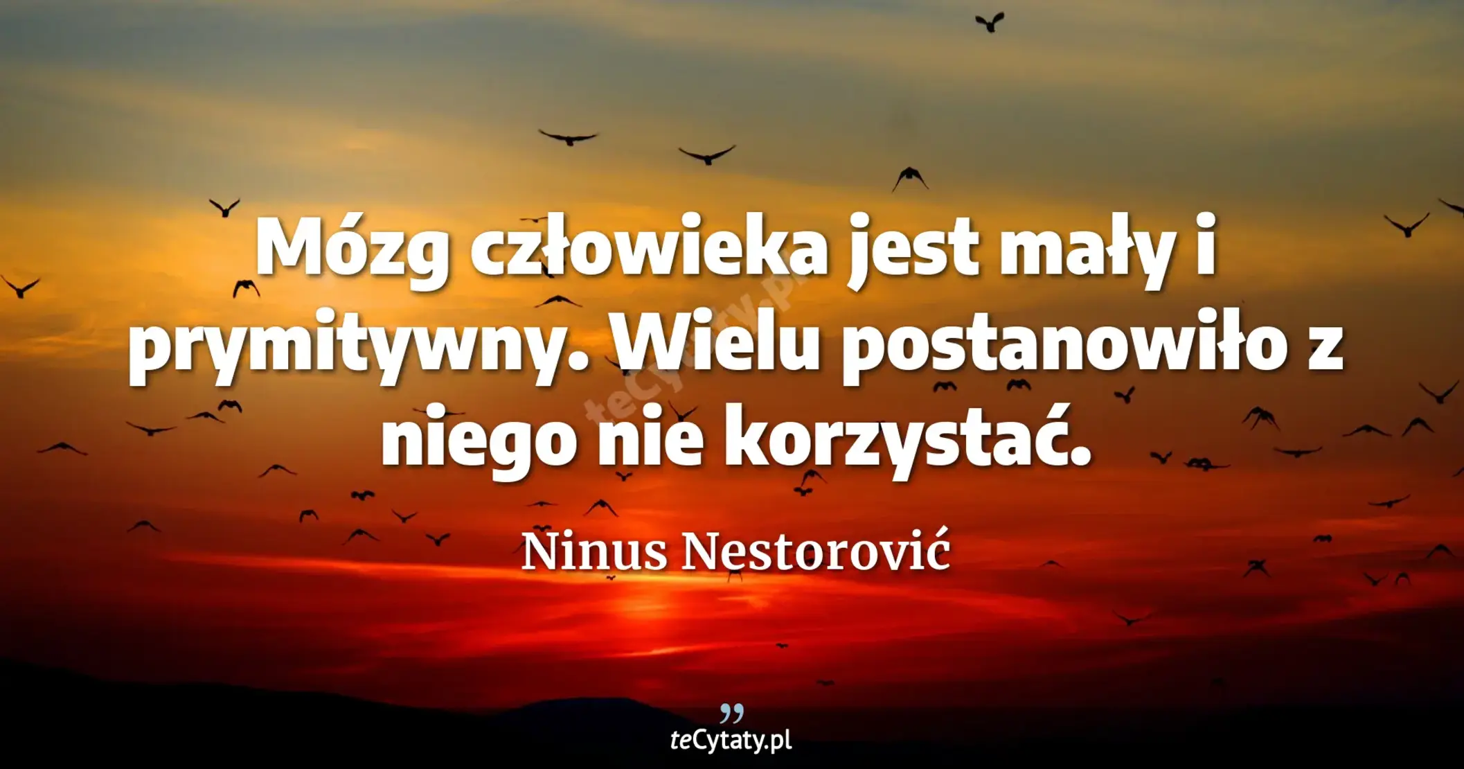 Mózg człowieka jest mały i prymitywny. Wielu postanowiło z niego nie korzystać. - Ninus Nestorović