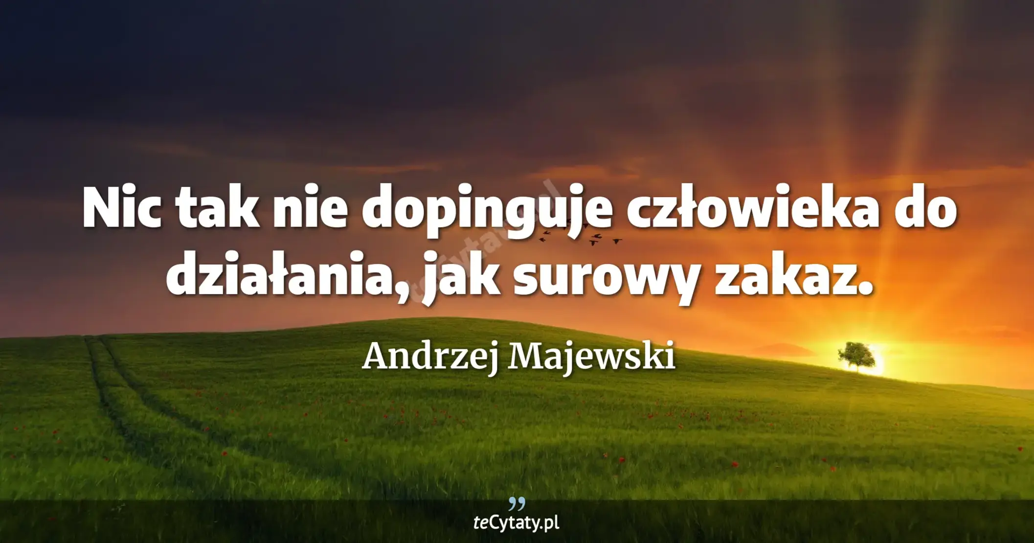 Nic tak nie dopinguje człowieka do działania, jak surowy zakaz. - Andrzej Majewski