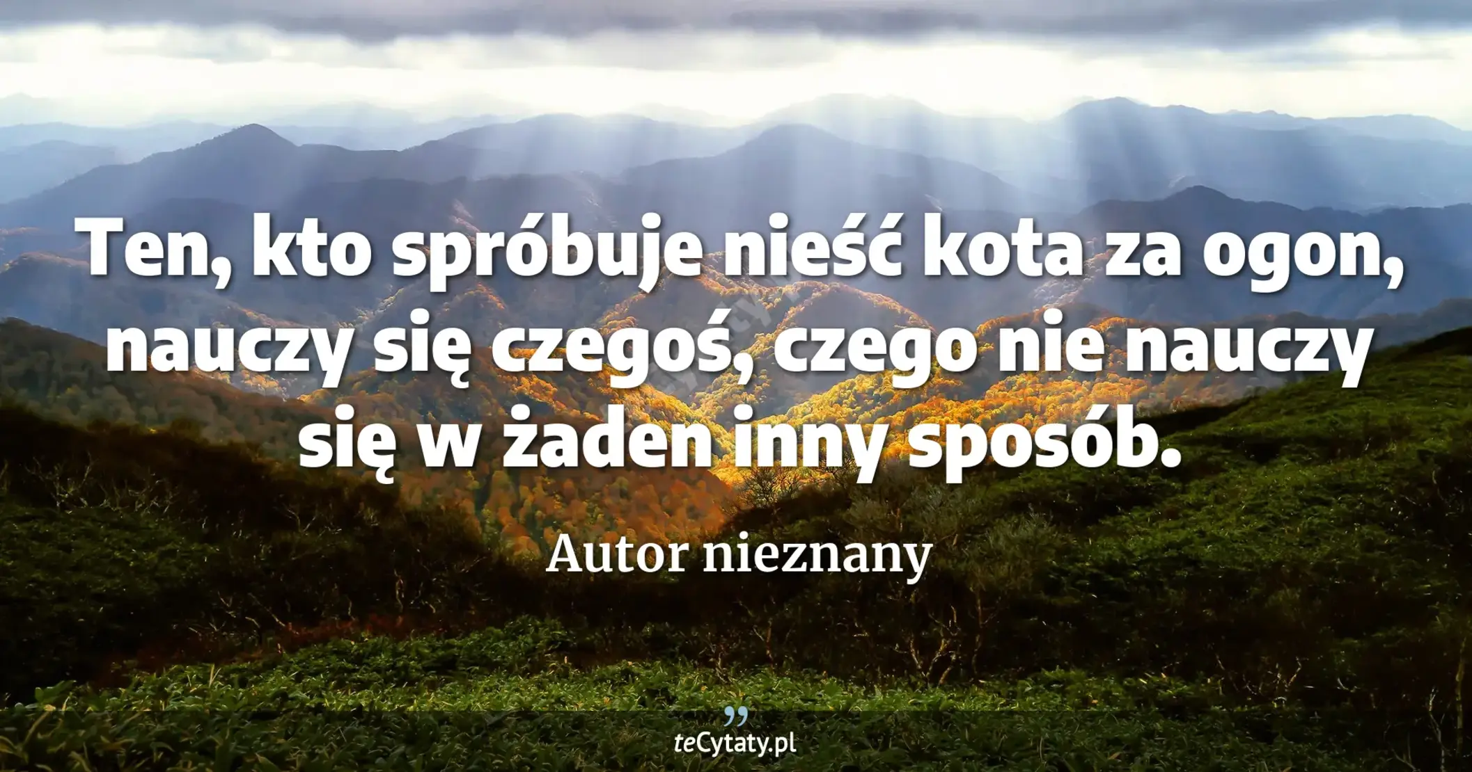 Ten, kto spróbuje nieść kota za ogon, nauczy się czegoś, czego nie nauczy się w żaden inny sposób. - Autor nieznany